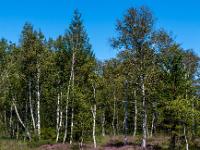 Birkenhain umgeben von blühender Besenheide